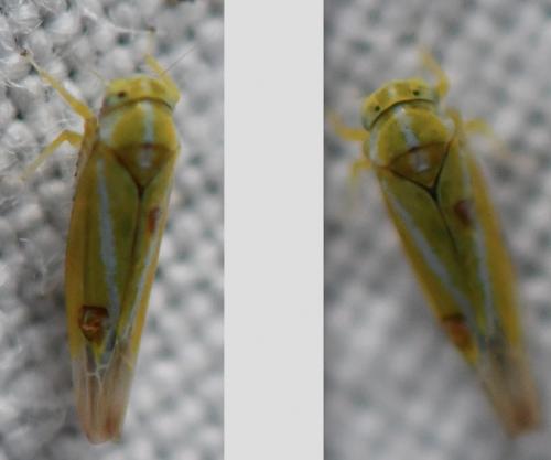 Réf. 288 897 : Alebra sp.